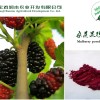 寶雞潤木 桑葚果粉 潤腸通便，烏發(fā)