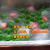 蔬菜清洗線|凈菜加工設備|哪家好？|諸城市食品機械