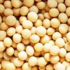 現(xiàn)款求購玉米、小麥、高粱、大米等釀酒原料