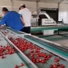 6XY-2櫻桃預冷分選線 排名靠前的櫻桃選果機